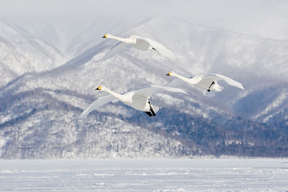 Japan-Hokkaido Three whooper swans fly for a landing art print by Ellen Goff for $57.95 CAD